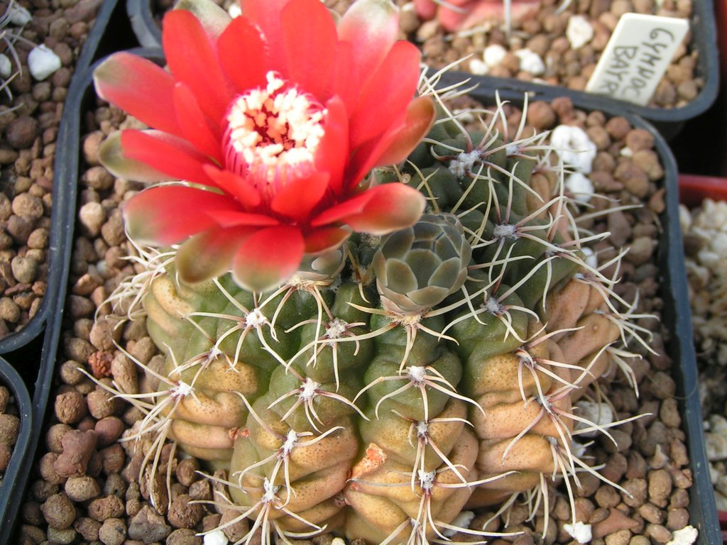 Gymnocalycium baldianum